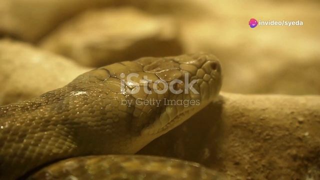 TOP 5 LONGEST SNAKES CAUGHT IN CAMERA | INVIDEO.IO #viralvideo смотреть онлайн