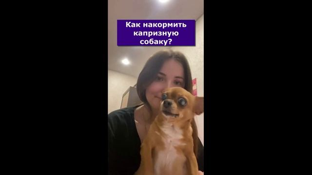 Чем кормить вредную собачку? Обзор на сухой корм Jarvi для мелких пород собак смотреть онлайн