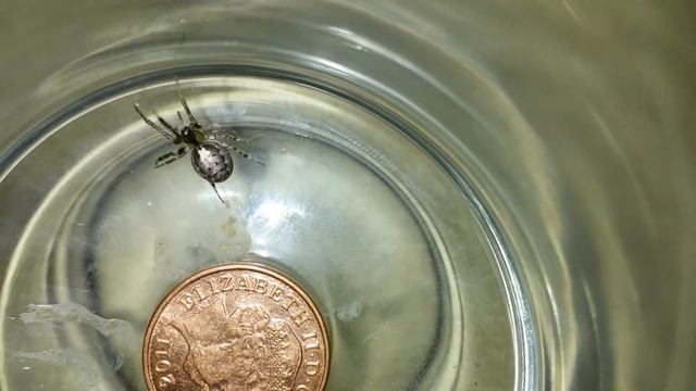 False Widow spider or Orb Spider смотреть онлайн