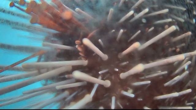 Close up Sea Urchin. Cracroft Point Underwater cam. 18 September 2018 смотреть онлайн
