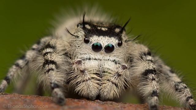 Phidippus otiosus - BIG Female Jumping Spider смотреть онлайн