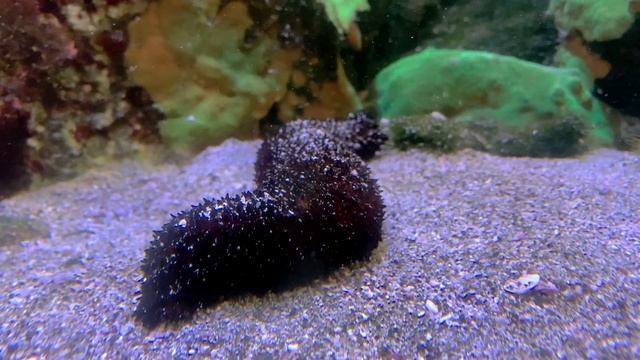 ニセクロナマコ　Holothuria Leucospilota