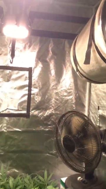 REAL exhale bag test! Exhale Bags don’t work! 100% fake! смотреть онлайн