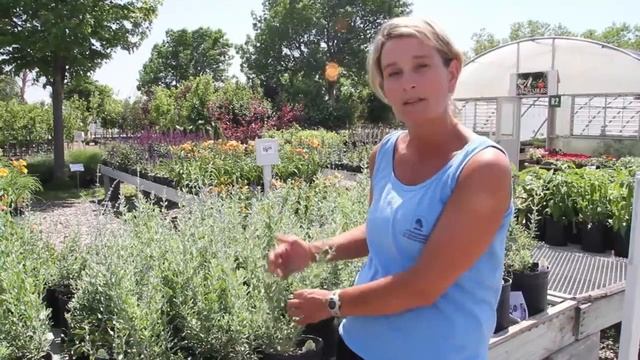 Steinbrink's: 5 must have perennials for your landscape смотреть онлайн