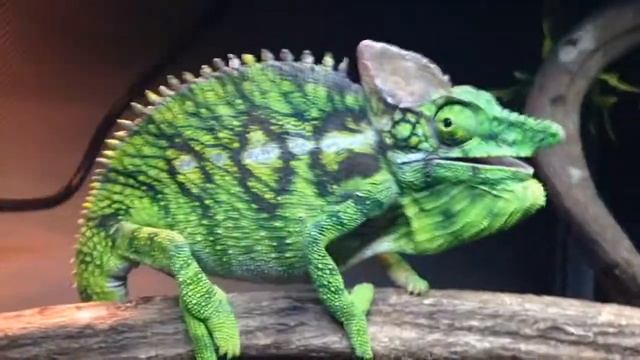 Furcifer Antimena in a bad mood смотреть онлайн