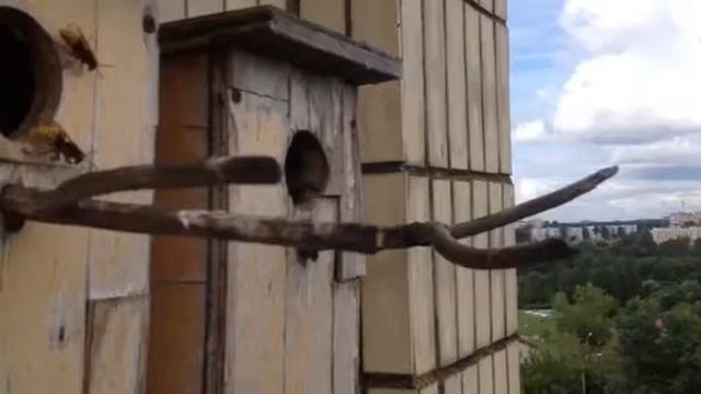 атакуют шершни !!! смотреть онлайн