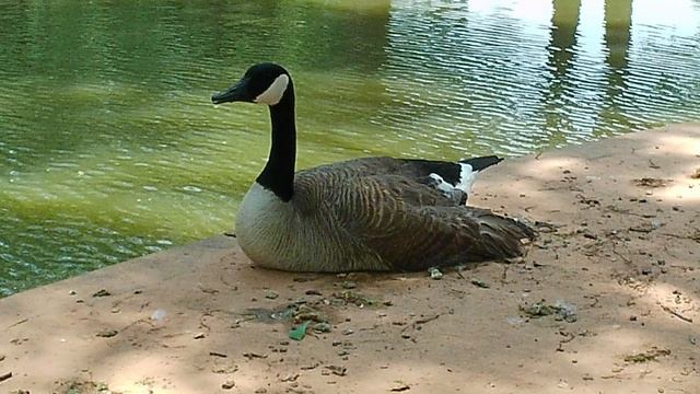 AKASO Brave 4 Pro 4K 30FPS Action Camera Review смотреть онлайн