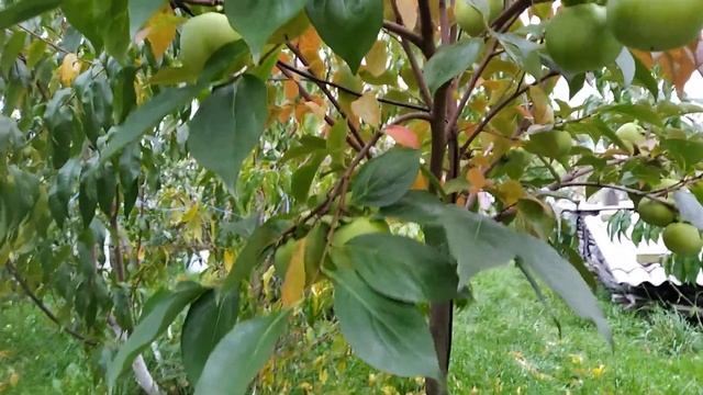 Хурма Хіакуме (Persimmon Hyakume) 03-10-2022р.