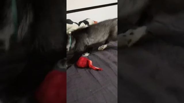 Лисенок играет с мышью смотреть онлайн