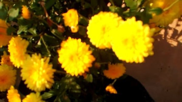 Marigold flowers cultivated organically, yellow & white Marigold