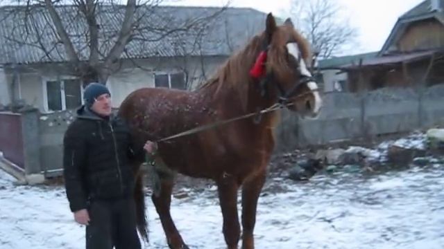 Коні Ваговози. ПРОДАЄТЬСЯ ЖЕРЕБЕЦЬ смотреть онлайн