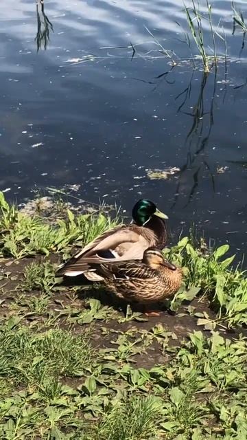 ВЛЮБЛЕННАЯ ПАРА. УТКА с СЕЛЕЗНЕМ #кряква #duck #mallard #nature #naturelovers смотреть онлайн