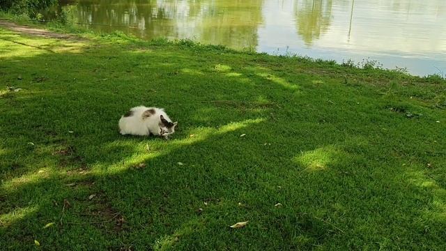 Прогулка к озеру, Relax. На камеру попозировали утка, кошка и курица. смотреть онлайн