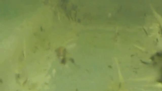 Скалари за продавање смотреть онлайн