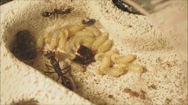 Myrmecia pyriformis смотреть онлайн