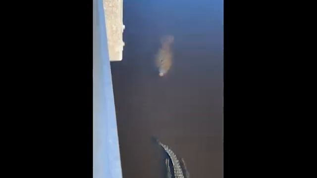 Manatee playfully chases alligator (slowly) at Florida park смотреть онлайн