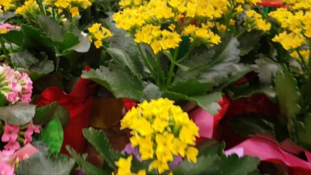 THE HOME DEPOT GARDEN SECTION SHOP WITH ME | HOME DEPOT STORE WALKTHROUGH смотреть онлайн