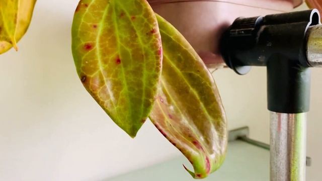 Sun-Stressed Hoya Merrilli смотреть онлайн