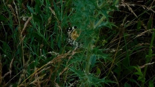 Fluturii Melanargia galathea смотреть онлайн