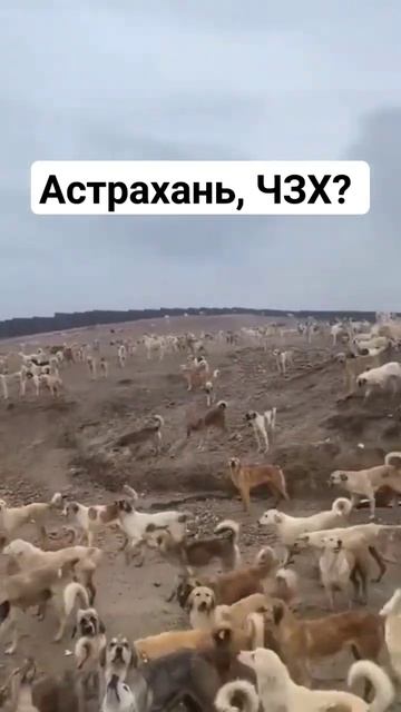 Действительно, собакостан #астрахань #бездомнаясобака #shorts смотреть онлайн