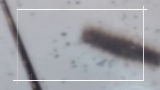 Fuzzy black caterpillar смотреть онлайн