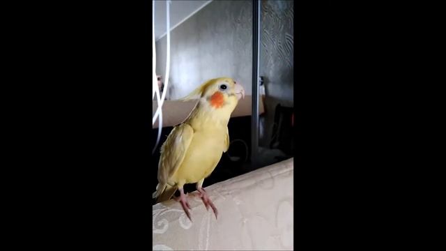 Попугай корелла разговаривает. Corella Parrot Tallks