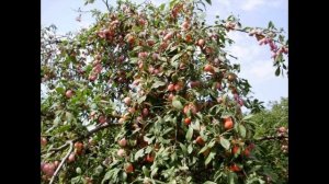 Слива болховчанка-урожайний сорт для центрально-чорноземного регіону