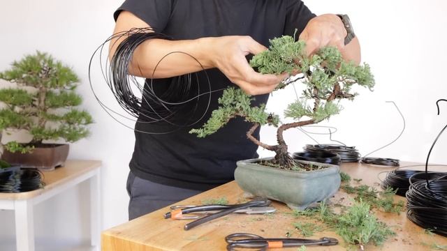 How to Make a Twin Trunk Bonsai Tree for Beginners смотреть онлайн