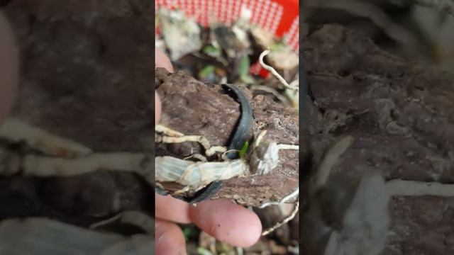 Giả Hạc Easo Kiến 30k 0909099886