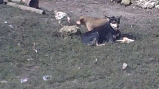 бесстрашная птица смотреть онлайн