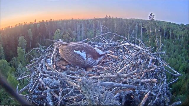 Скопа Иво и Ирис. (Эстония) Первенец - Estonian Osprey Nest (Ivo & Iiris) The firstborn. смотреть онлайн