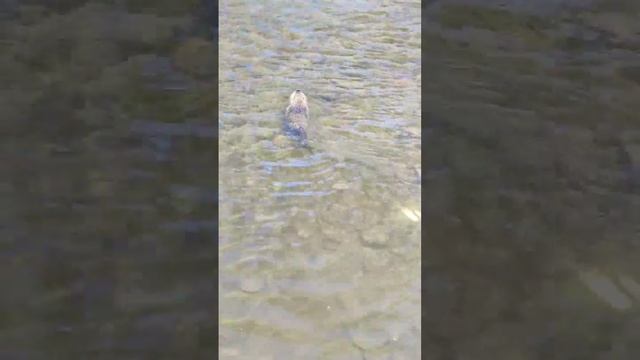 Крупная нутрия.