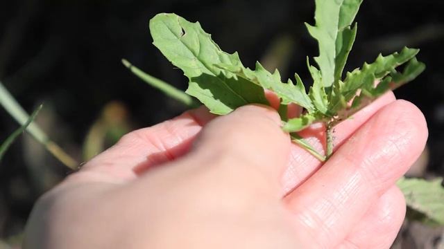 Oenothera speciosa | Pink Evening Primrose, Pinkladies, Showy Evening Primrose, Mexican Primrose смотреть онлайн