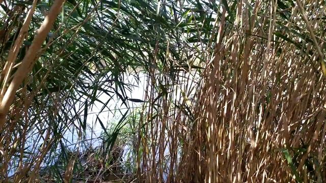 тростниковый тоннель смотреть онлайн