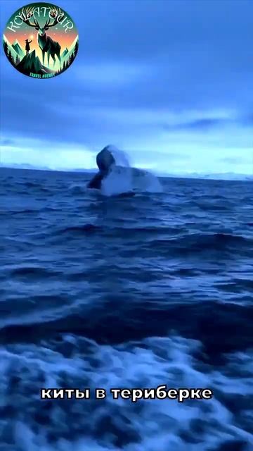 Киты в Териберке ♥ Kolatour.ru