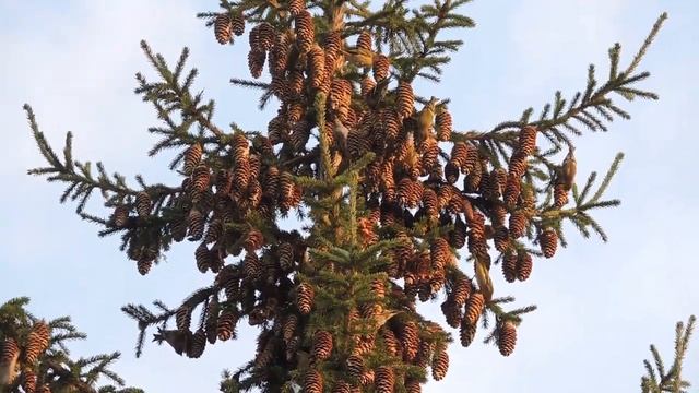 Чижи в саду Родничок Сентябрь 2022 г смотреть онлайн