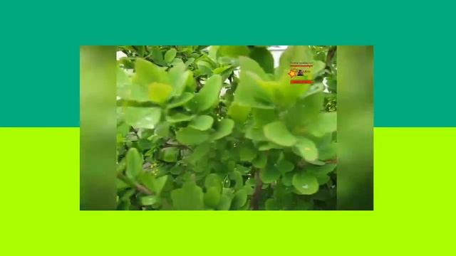 Ура! Май 01/05/2023 зеленый стрим под звук дождя конечно ленивый смотреть онлайн
