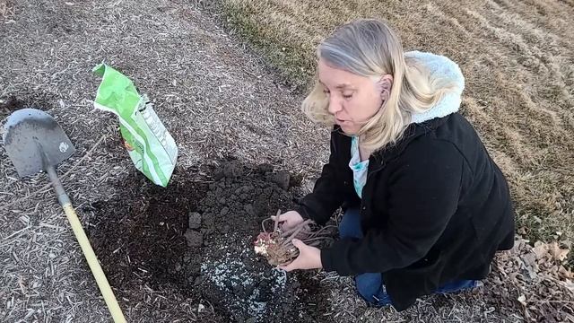 How to Plant Bareroot Peonies смотреть онлайн