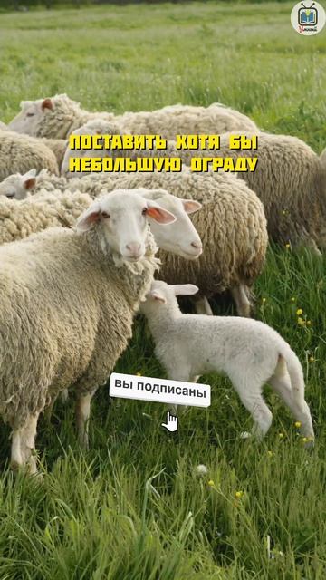 невероятные факты о овцах #животные #факты #топчик смотреть онлайн