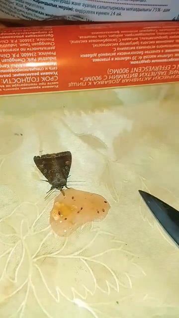 Ночная бабочка бражник ест варенье