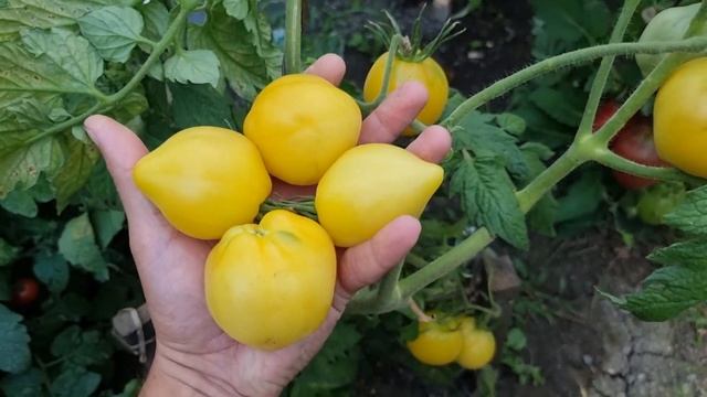Pomidor odmiany Lemon Ice смотреть онлайн