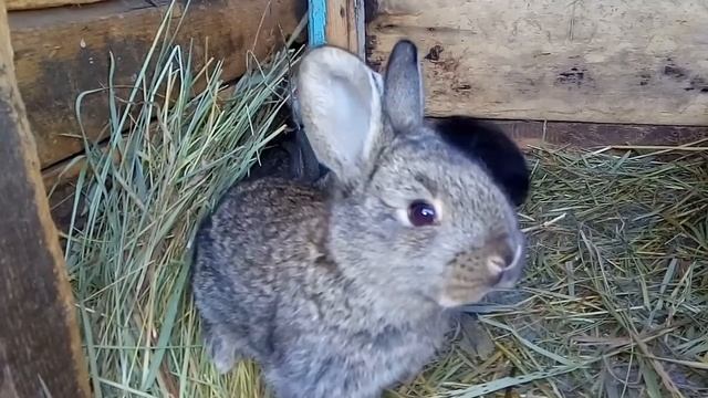 От коз к кроликам, и техника в руках дикаря...