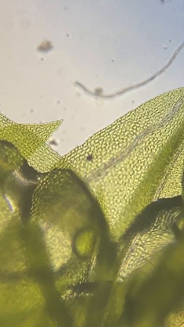 Looking deep into the fabric of nature to reveal its wonders - the plant cell смотреть онлайн