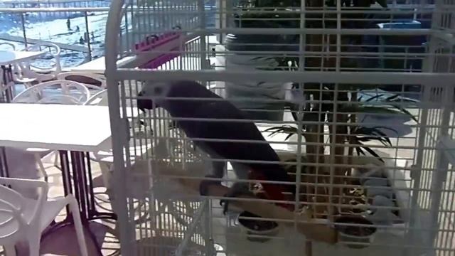 CLUB HOTEL ANJELIQ Алания Турция дорога на пляж, видео из семейного архива