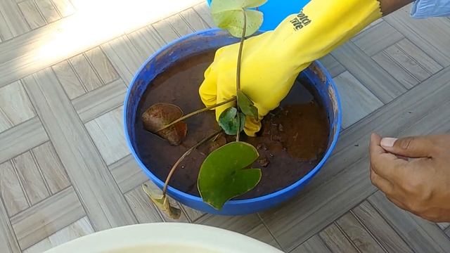 How to grow water lilies in tubs- main method with English captions смотреть онлайн