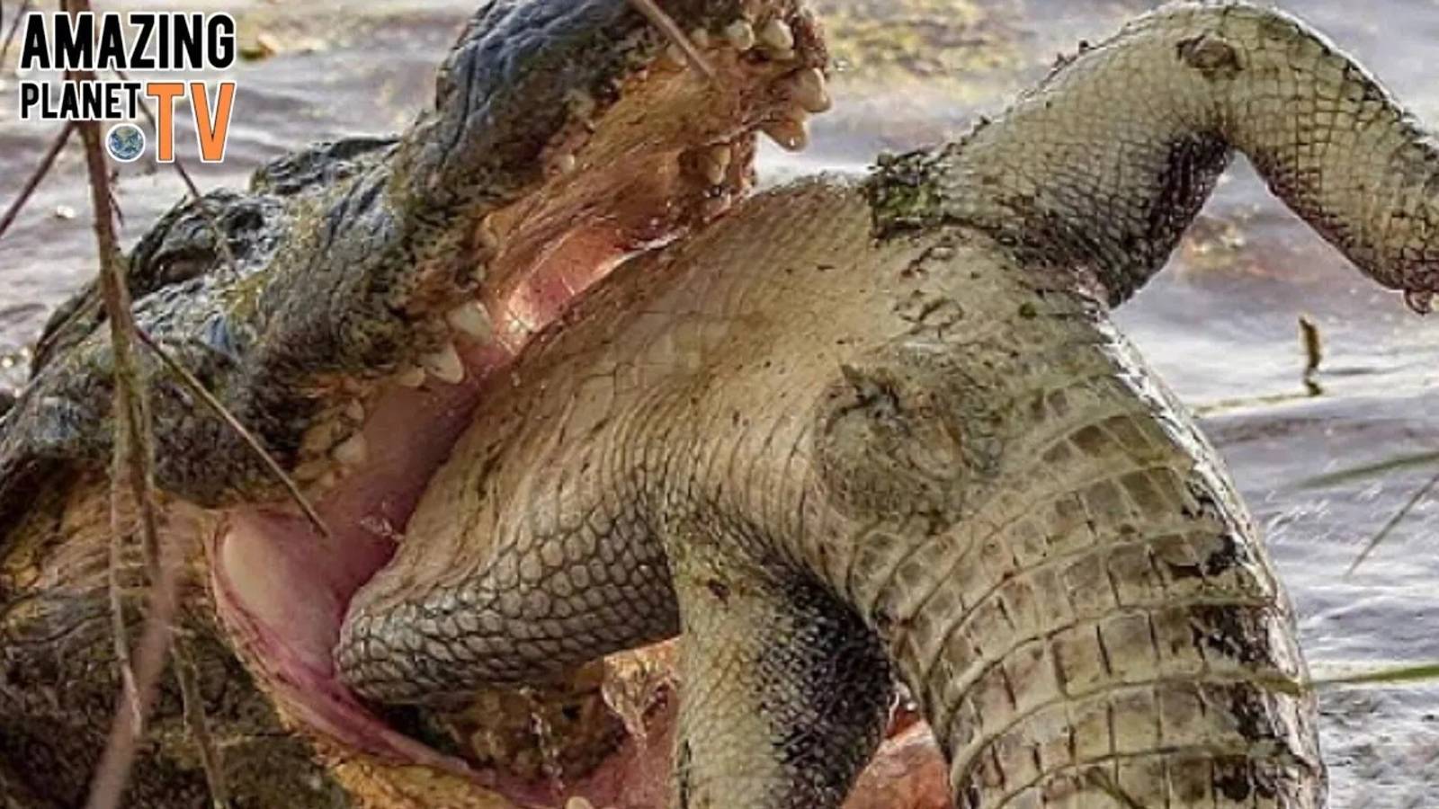 ТОП-5 самых жестоких хищников, пожирающих себе подобных