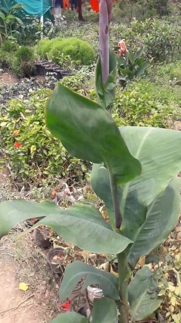 Beautiful Canna Indica blossom! смотреть онлайн