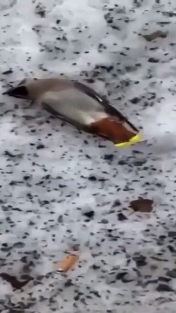 В Москве заметили пьяных птиц — снегири и свиристели снова наклевались ягод, которые забродили