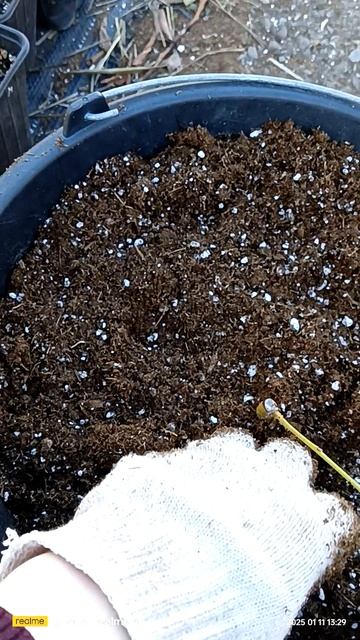 Голубика с нуля