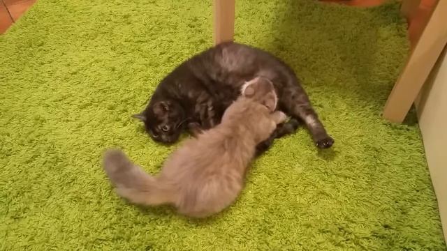 Шанель, новая 